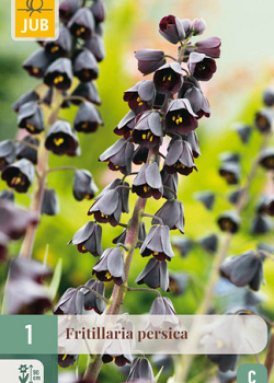 X   1 FRITILLARIA PERSICA 20/24