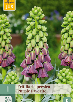 X   1 FRITILLARIA PERSICA PURPLE FAVORITE 18/20