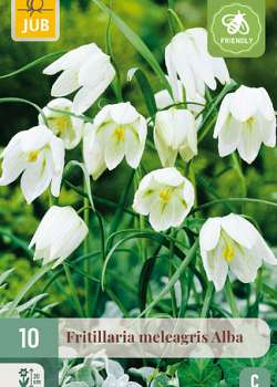 X 10 FRITILLARIA MELEAGRIS ALBA 6/+