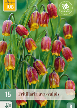 X 15 FRITILLARIA UVA VULPIS 6/7