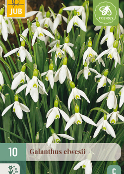X 10 GALANTHUS ELWESII 5/6