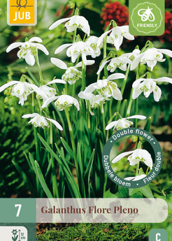 X   7 GALANTHUS FLORE PLENO 5/+