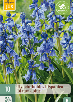 X 10 HYACINTHOIDES HISPANICA BLAUW 8/10