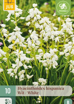 X 10 HYACINTHOIDES HISPANICA WIT 8/10