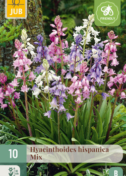 X 10 HYACINTHOIDES HISPANICA MIX 8/10