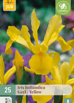 X 25 IRIS HOLLANDICA GEEL NJ 7/8