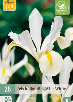 X 25 IRIS HOLLANDICA WIT NJ 7/8