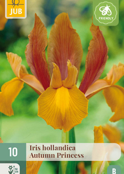 X 10 IRIS HOLLANDICA AUTUMN PRINCESS 7/8