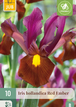 X 10 IRIS HOLLANDICA RED EMBER NJ 7/8