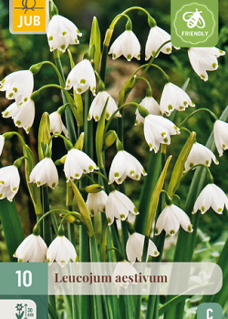 X 10 LEUCOJUM AESTIVUM 8/9
