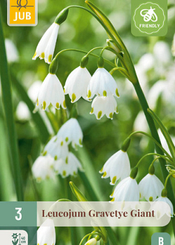X   3 LEUCOJUM GRAVETYE GIANT 12/14