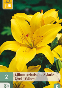 X   2 LILIUM AZIATISCH GEEL 16/18