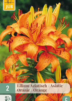 X   2 LILIUM AZIATISCH ORANJE 16/18