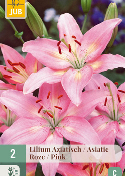 X   2 LILIUM AZIATISCH ROZE 16/18