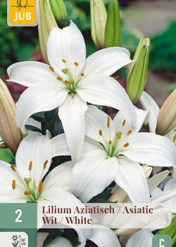 X   2 LILIUM AZIATISCH WIT 16/18