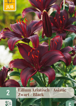 X   2 LILIUM AZIATISCH ZWART 16/18