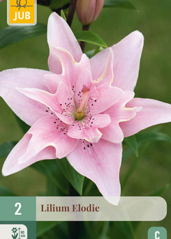 X   2 LILIUM ELODIE 14/16