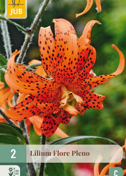 X   2 LILIUM FLORE PLENO 14/16