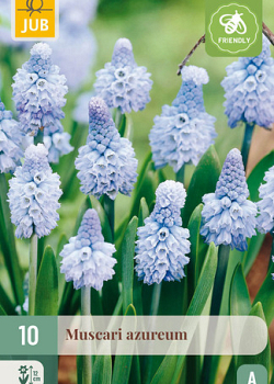 X 10 MUSCARI AZUREUM 6/+