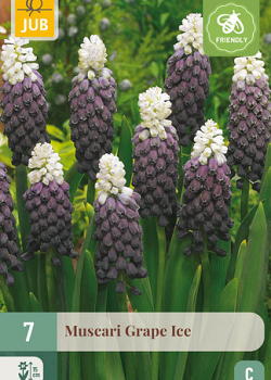 X   7 MUSCARI GRAPE ICE 5/+