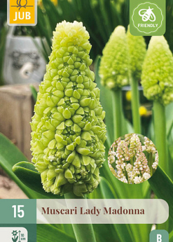 X 15 MUSCARI LADY MADONNA 7/8