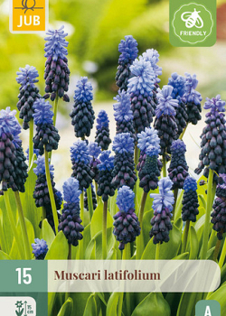 X 15 MUSCARI LATIFOLIUM 6/+
