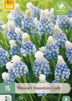 X 15 MUSCARI MOUNTAIN LADY 7/8
