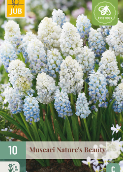 X 10 MUSCARI NATURES BEAUTY 8/9