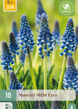 X 10 MUSCARI NIGHT EYES 7/8