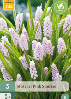 X   3 MUSCARI PINK SUNRISE 5/+
