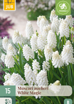X 15 MUSCARI WHITE MAGIC 7/8