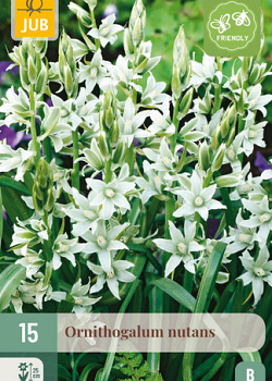 X 15 ORNITHOGALUM NUTANS  6/+