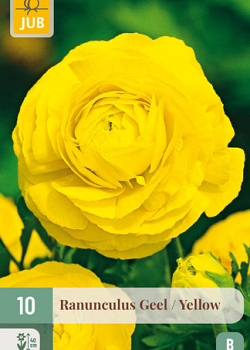 X 10 RANUNCULUS GEEL 6/7