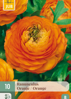 X 10 RANUNCULUS ORANJE 6/7