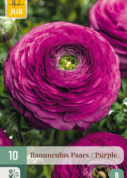 X 10 RANUNCULUS PAARS 6/7