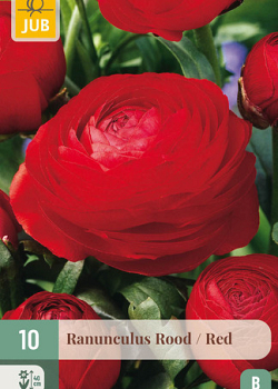 X 10 RANUNCULUS ROOD 6/7