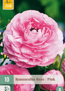 X 10 RANUNCULUS ROZE 6/7