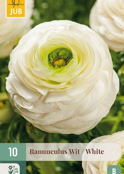 X 10 RANUNCULUS WIT 6/7