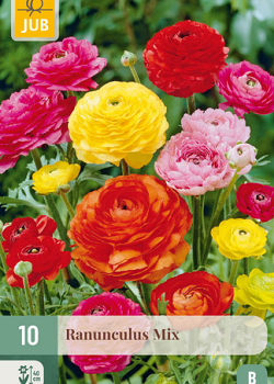 X 10 RANUNCULUS MIX 6/7