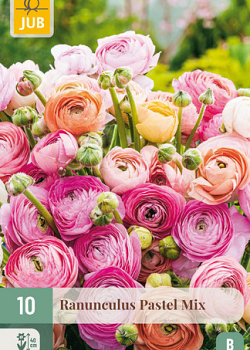 X 10 RANUNCULUS PASTEL MIX 6/7