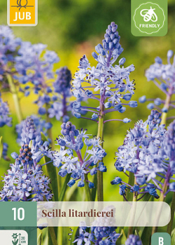 X 10 SCILLA LITARDIEREI 6/+