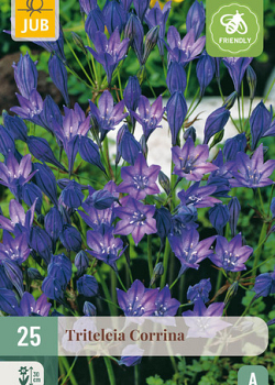 X 25 TRITELEIA CORRINA NJ 5/6
