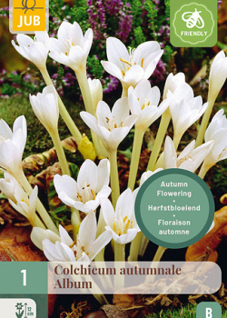 X   1 COLCHICUM AUTUMNALE ALBUM 13/+