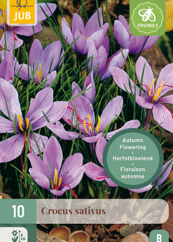 X 10 CROCUS SATIVUS 8/9
