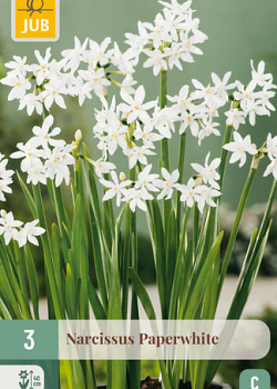 X   3 POTNARCIS PAPERWHITE 15/16