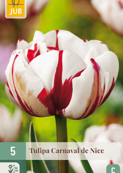 X   5 TULIPA CARNAVAL DE NICE 11/12