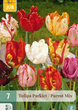 X   7 TULIPA PARKIET MIX 11/12