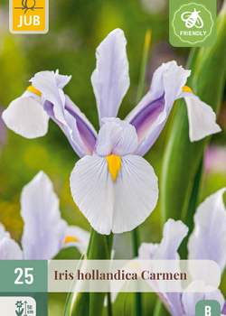 X 25 IRIS HOLLANDICA CARMEN 7/8