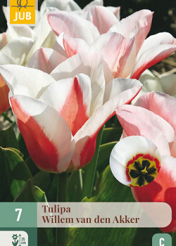 X   7 TULIPA WILLEM VAN DEN AKKER 11/12