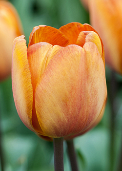 X 100 TULIPA BROWN SUGAR 12/+